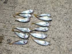 【豆アジがキタぁー】アジュール舞子ＲＴ