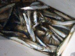 兵突サビキがめちゃくちゃ楽しい