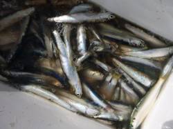  兵突サビキがめちゃくちゃ楽しい