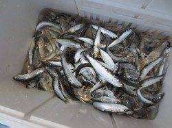 田ノ浦でも【豆アジ】発見！！　２６日RT