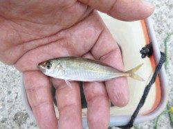 【アジュール舞子で豆アジがアツい】垂水店