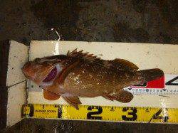 アコウ 当たり年の可能性アップ