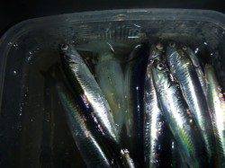 夜の兵突のサビキ！