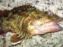 須磨の投げ釣り、アナゴからキスからカレイへ