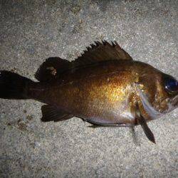 夜の兵突のハネやメバル！