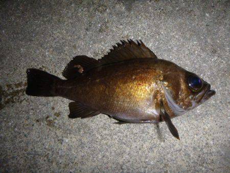 夜の兵突のハネやメバル！