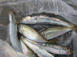 朝の兵突マルアジも豆アジも！