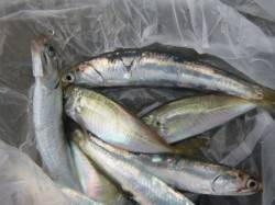 朝の兵突マルアジも豆アジも！