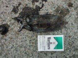 サビキでカタクチイワシ♪コウイカも！