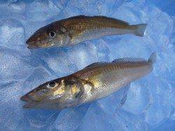 兵突ＲＴ　豆アジ、キス、スルメ