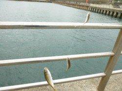 【雨でも釣れるよ、豆アジ】アジュール舞子ＲＴ