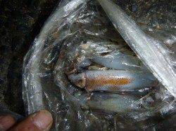 兵突の楽しいナイトフィッシング！