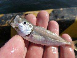 兵突ＲＴ　サビキ好調