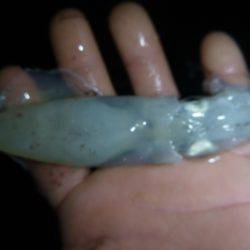 兵突のナイトフィッシング!