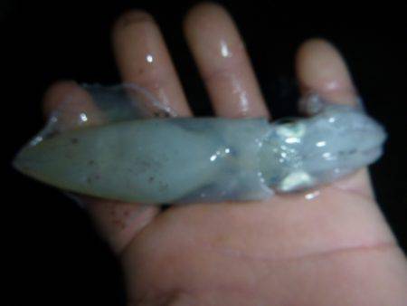 兵突のナイトフィッシング!