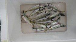 見草　サビキで小サバ釣れてます