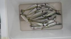 見草　サビキで小サバ釣れてます