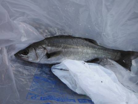 【スルメイカも確認♪】南芦屋浜