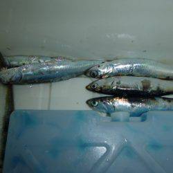 兵突のサビキ釣り！