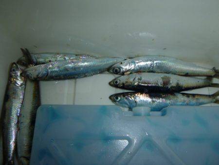 兵突のサビキ釣り！