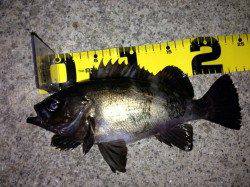 神戸西部エリア、潮の動き始めのタイミングでメバルＧＥＴ！