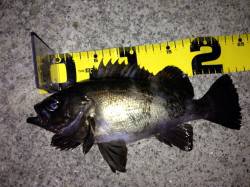 神戸西部エリア、潮の動き始めのタイミングで…