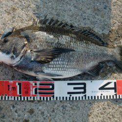 【絶好の釣り日和】南芦屋浜リアルタイム