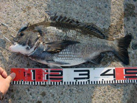 【絶好の釣り日和】南芦屋浜リアルタイム