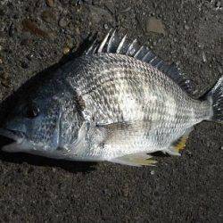 【エビ撒き好調】むこがわＲＴ（６日）