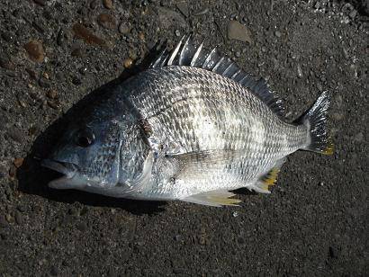 【エビ撒き好調】むこがわＲＴ（６日）