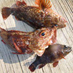 神戸空港ＲＴ　カタクチ回りました！！