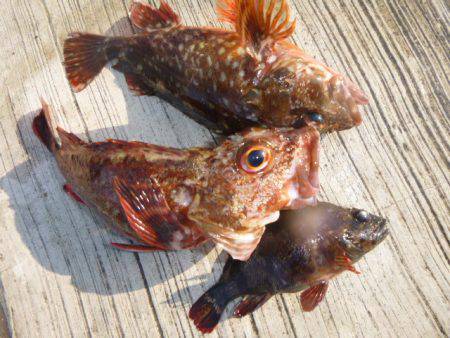 神戸空港ＲＴ　カタクチ回りました！！