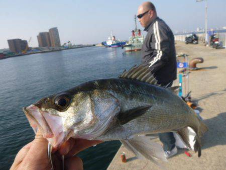 北公園イワシ、小野浜スズキ