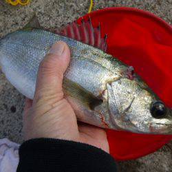 北公園ＲＴ　ハネ＆コウイカ