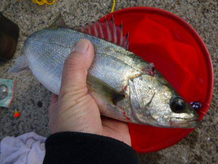 北公園ＲＴ　ハネ＆コウイカ