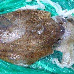 兵突ＲＴ、イワシとカミナリイカの関係