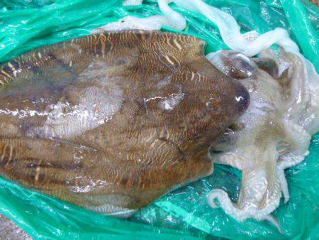 兵突ＲＴ、イワシとカミナリイカの関係