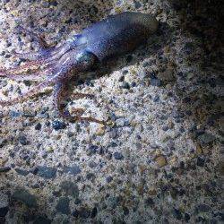 新井崎でエギング、夕マヅメからの釣行も・・・