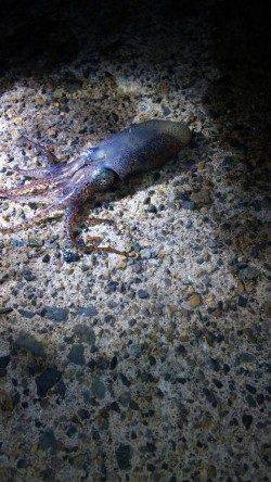 新井崎でエギング、夕マヅメからの釣行も・・・