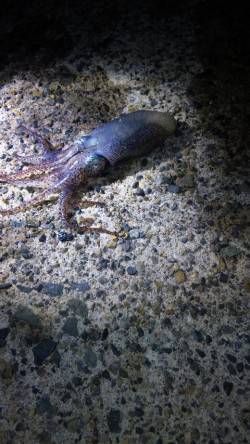 新井崎でエギング、夕マヅメからの釣行も・・…