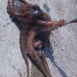 伊根でエギング、朝間詰め～９時までの釣果