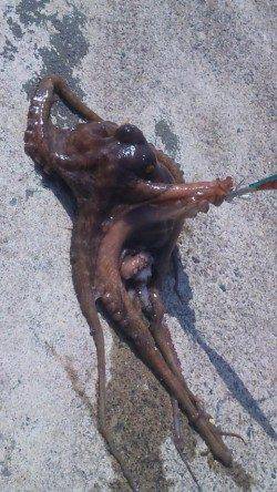 伊根でエギング、朝間詰め～９時までの釣果