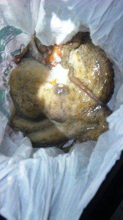 伊根湾内エギング調査、釣れたのは…食べ頃サイズのタコ