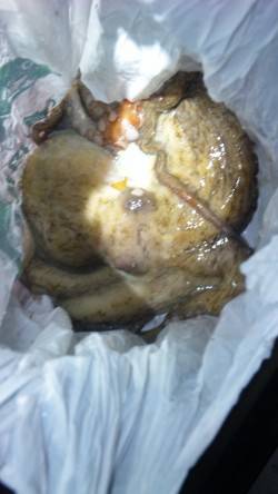 伊根湾内エギング調査、釣れたのは...食べ…