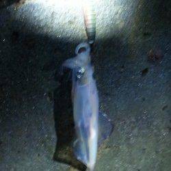 伊根エリア、アオリが釣れるまで頑張ります♪