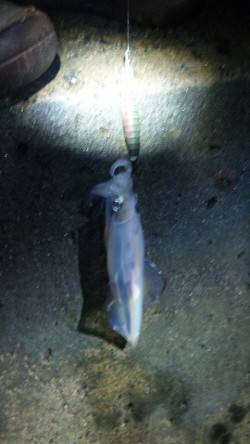 伊根エリア、アオリが釣れるまで頑張ります♪…