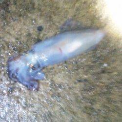 伊根エリア、アオリが釣れるまで頑張ります♪