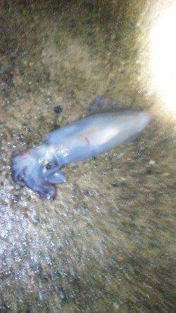 伊根エリア、アオリが釣れるまで頑張ります♪