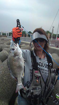 淀川河口　シーバス狙いにキビレがヒット！