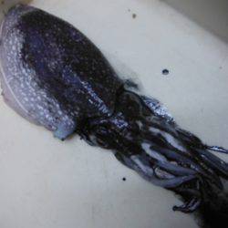 【モンスター】芦屋浜で８０ｃｍのスズキ